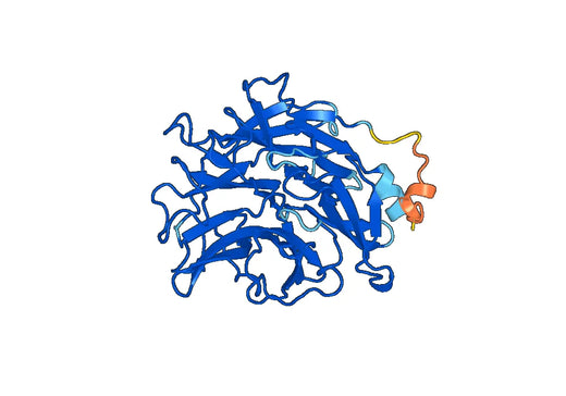 Clostridium perfringens Neuraminidase (NEU) recombinant protein