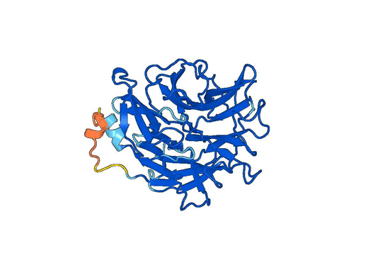 Clostridium perfringens Sialidase(α2-3,6,8 Neuraminidase, NEB P0720S) Recombinant Protein