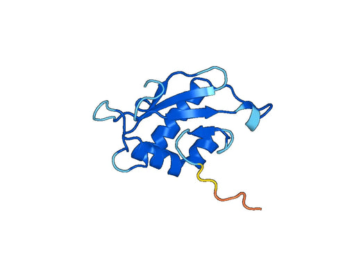 CLTRN, N-His, recombinant protein
