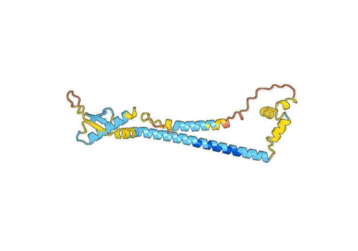 CLU, N-His, recombinant protein
