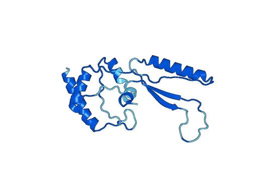 CNDP1, N-His, recombinant protein