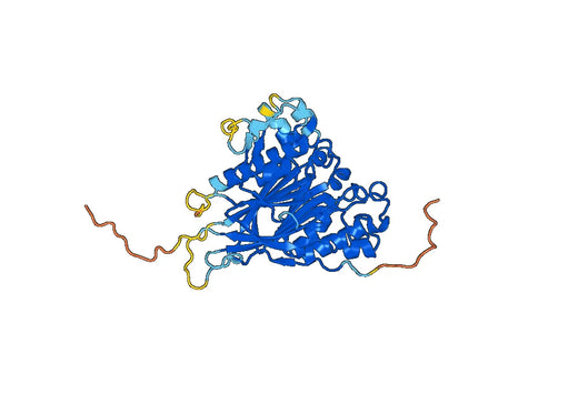 CNOT6, N-His, recombinant protein