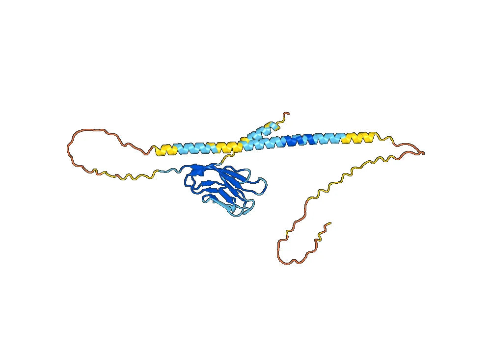 Cobolimab Biosimilar - Anti-HAVCR2, TIM3, CD366 mAb - Research Grade