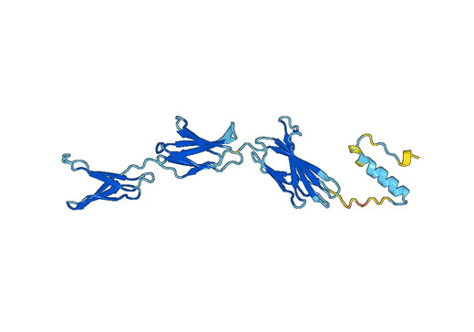 COL7A1, N-His, recombinant protein