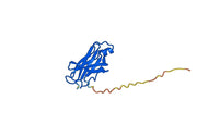 Coramitug Biosimilar - Anti-Transthyretin mAb - Research Grade