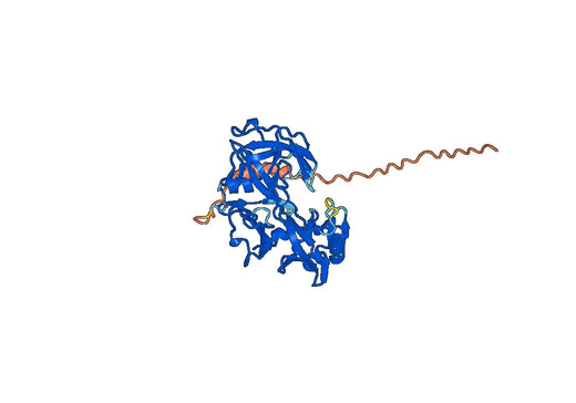 Cow PAG1B Recombinant Protein