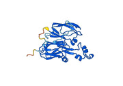 CP, N-His, recombinant protein