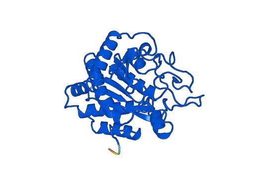 CPB1, N-His, recombinant protein