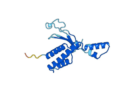 CPT1B, N-His, recombinant protein