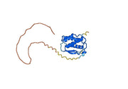 CSF1 / M-CSF (in Mammalian), N-His, recombinant protein