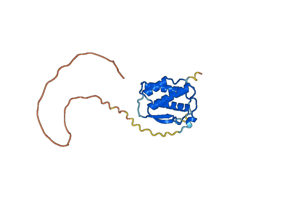 CSF1 / M-CSF (in Mammalian), N-His, recombinant protein