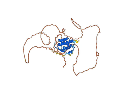 CSF1 / M-CSF (in E.coli), N-His, recombinant protein