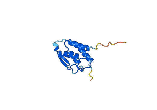 CSF2 / GM-CSF (in E.coli), C-His, recombinant protein