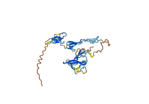CTGF / CCN2, C-His, recombinant protein