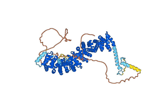 CTNNB1, N-His, recombinant protein