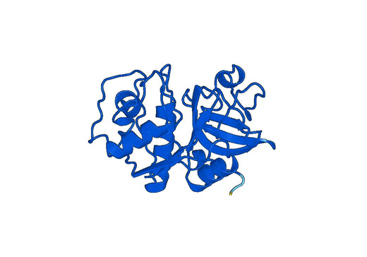CTSK, N-His, recombinant protein