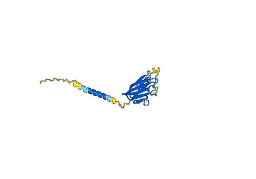 Cusatuzumab ELISA Kit