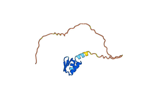 CXCL16 / SR-PSOX, N-His, recombinant protein