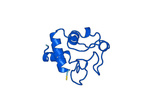 CYCS, N-His, recombinant protein