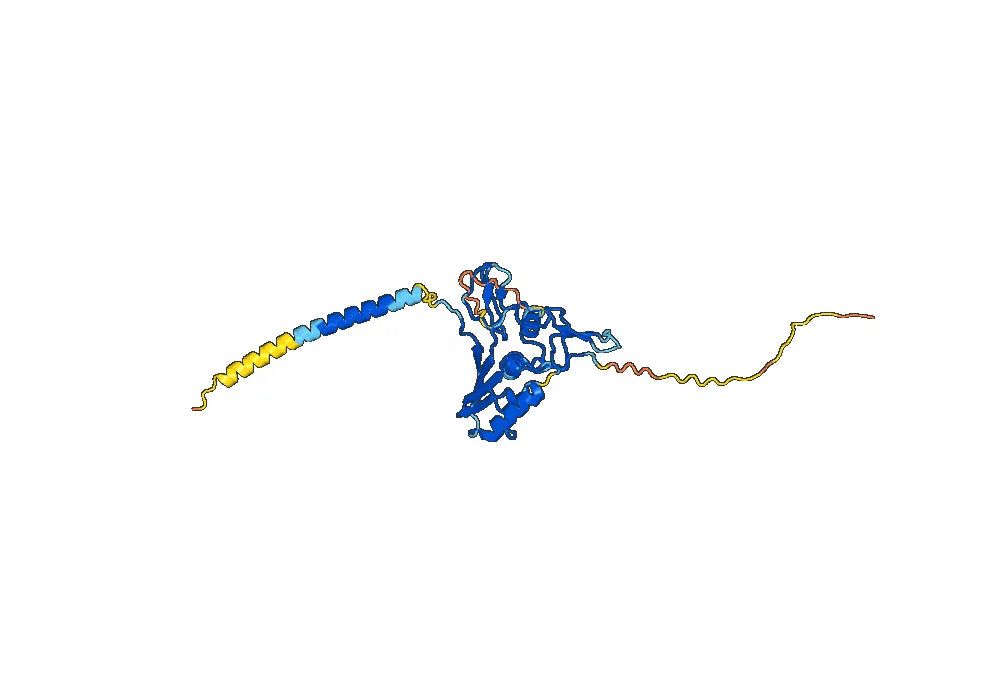 Datopotamab Biosimilar - Anti-TACSTD2 mAb - Research Grade