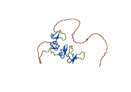 Dickkopf-related protein 1(DKK1)