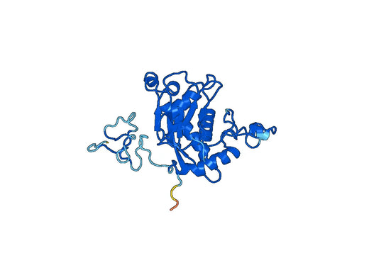 Disintegrin and metalloproteinase domain-containing protein 10(ADAM10)