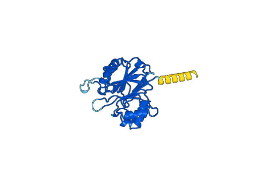 DNase1-Dockerine chimeric construct(DNASE1)