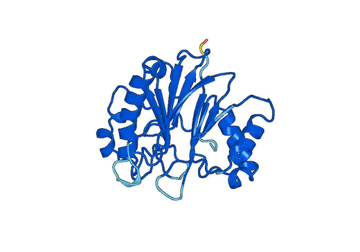 DNASE1, N-His, recombinant protein