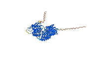 Dresbuxelimab Biosimilar - Anti-CD73 mAb - Research Grade