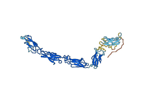 DSG3 (Glu50-Arg615), C-His, recombinant protein