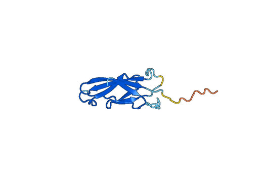 DSG3 (Pro385-Lys499), C-His, recombinant protein