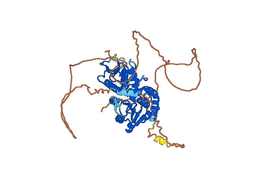 Dual specificity protein phosphatase CDC14A(Cdc14a)