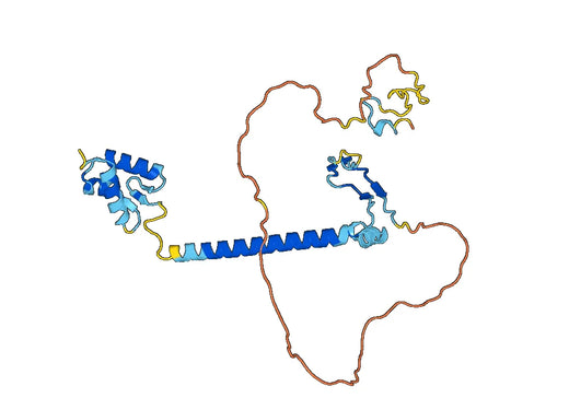 E2F2, N-His, recombinant protein