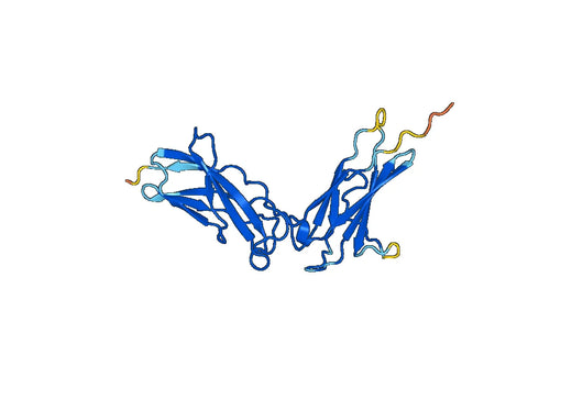 EBI3 / IL27B, N-His, recombinant protein