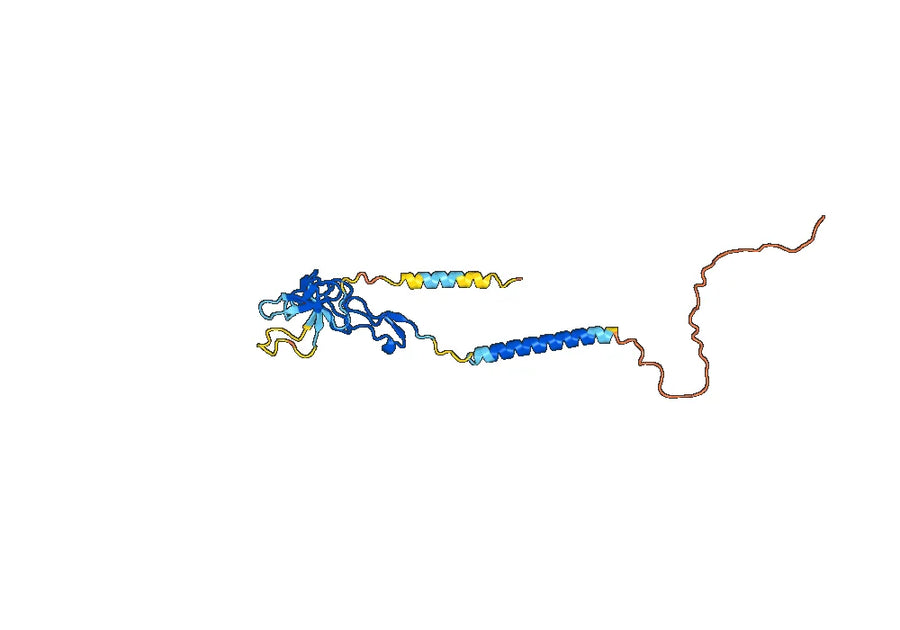Efgivanermin Alfa Biosimilar - Anti-TNFRSF18 fusion protein - Research Grade