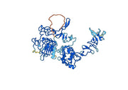 EGFR / ERBB1 / HER1, C-His, recombinant protein