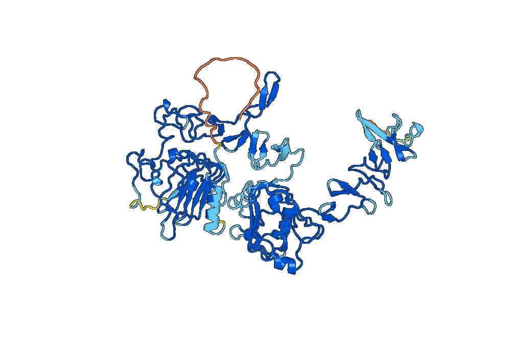 EGFR / ERBB1 / HER1, C-His, recombinant protein