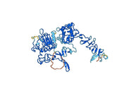EGFR protein - Epidermal growth factor receptor(EGFR)
