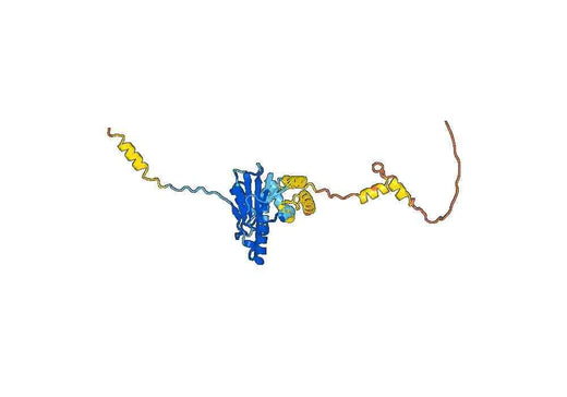 Endoplasmin(HSP90B1)