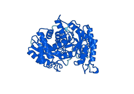 ENO2 / NSE, N-His, recombinant protein