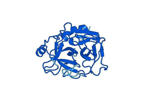 Enteropeptidase（TMPRSS15）
