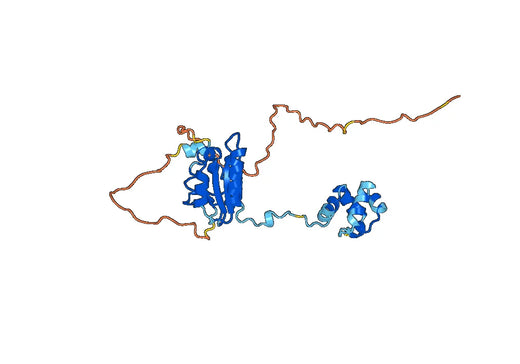 ERCC1, N-His, recombinant protein
