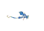 Erlizumab Biosimilar - Anti-ITGB2, CD18 mAb - Research Grade