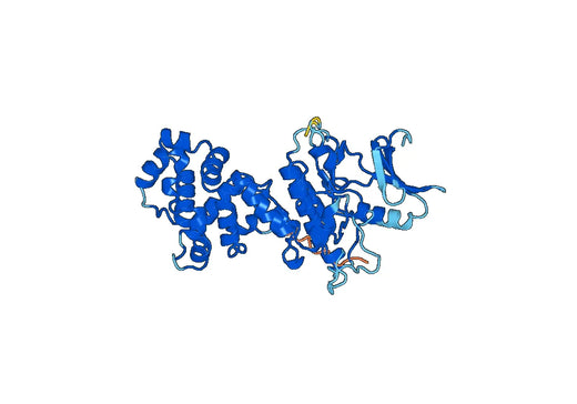 ERN1, N-His, recombinant protein
