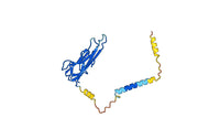 Etanercept Biosimilar - Anti-TNF mAb - Research Grade