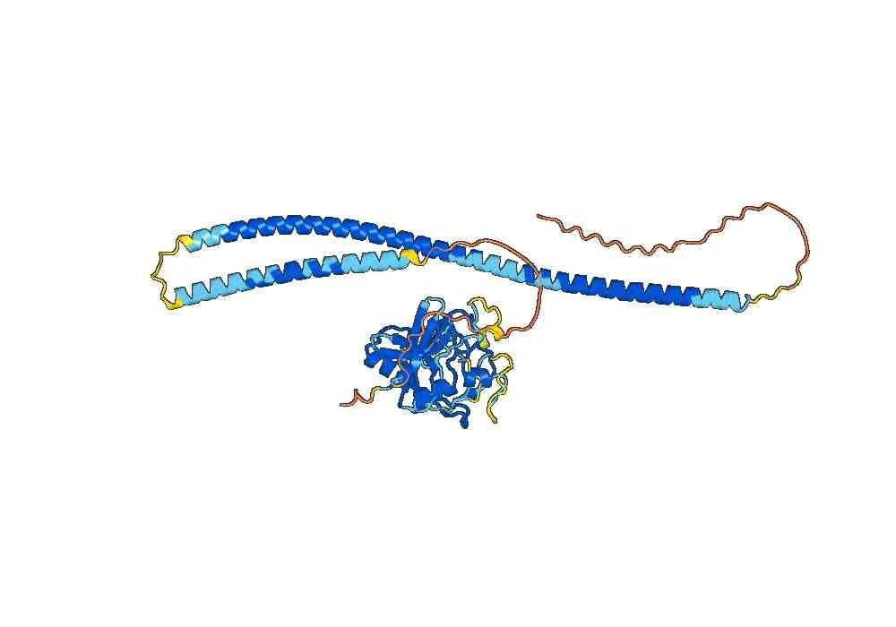 Evinacumab Biosimilar – Anti-ANGPTL3 mAb – Research Grade