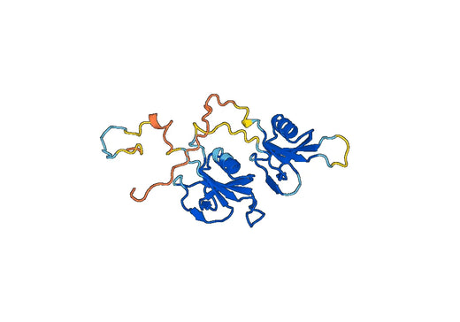 F11, N-His, recombinant protein