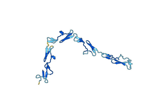 FBLN1, N-His, recombinant protein