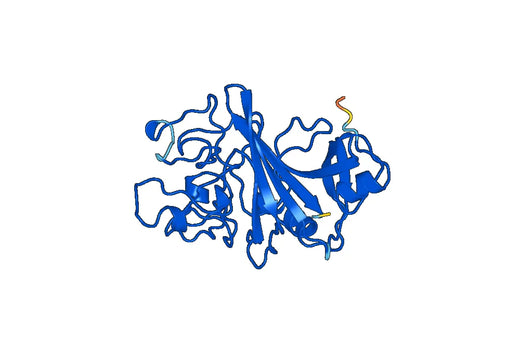 FGG, N-His, recombinant protein