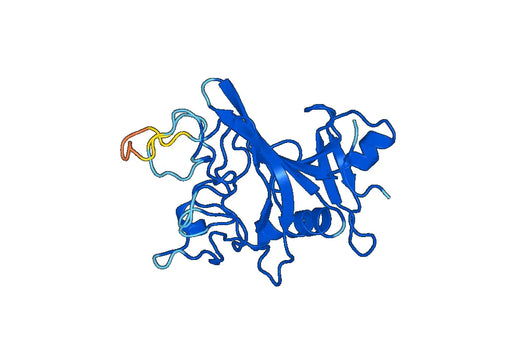 FGL2, N-His, recombinant protein